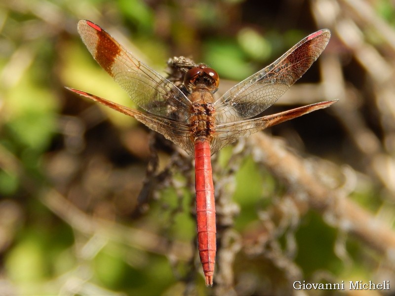 Un p� di Libellule: Sympetrum pedemontanum, femmine e maschio